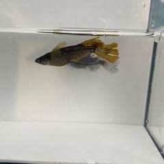 メダカ　ブラックジュエリーの画像