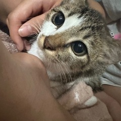 里親決定