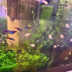 ミッキーマウスプラティ 熱帯魚 プラティ