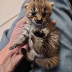 【里親さんが決まりました】生後1週間くらいの子猫です。