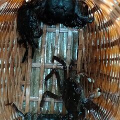 竹細工でわなを作って川魚を捕ろう。伝統的漁法の画像
