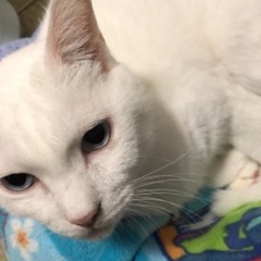ちょっと臆病なシャイ白猫ちゃんです。