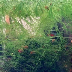 ［水草］マツモ5cm以上×5本の画像