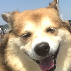 よろしくお願いしますだ、ワン🐕