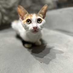 可愛い三毛猫