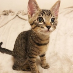 目がクリっとしたキジの男の子 譲渡決定しました！