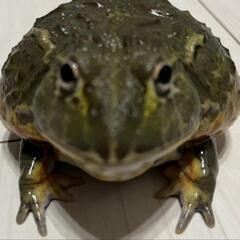アフリカウシガエル　10cm