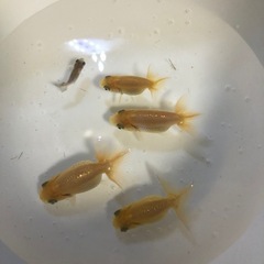金魚　ランチュウSサイズ4匹＋オマケ　500円