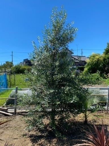 オリーブ　シプレッシーノ