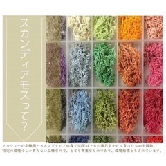 スカンディアモスアート🎨ワークショップ - 高松市