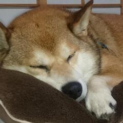 柴犬好きの♡