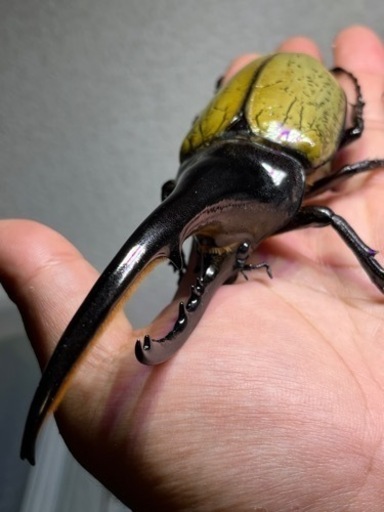 ＊9月8日(金)まで掲載＊D.H.ヘラクレス　オス単品　CBF2 148㍉