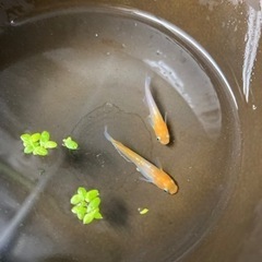 レッドクリフ紅白