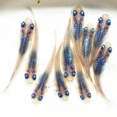 しずく　若魚　2ペア　