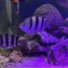 【海水魚】沖縄県産オヤビッチャ【引き取り限定】