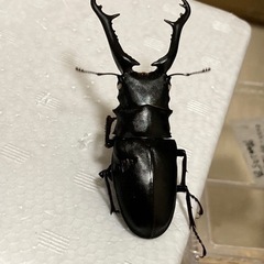 ギラファノコギリクワガタ　オス1 メス1＋aの画像