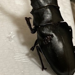 ギラファノコギリクワガタ　オス1 メス1＋aの画像
