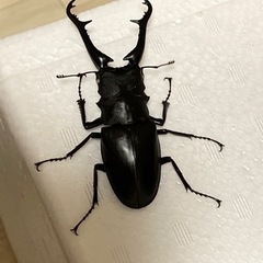 ギラファノコギリクワガタ　オス1 メス1＋aの画像