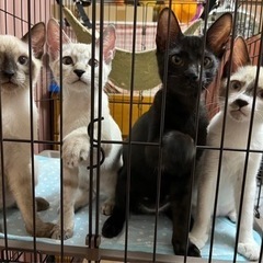 保護猫