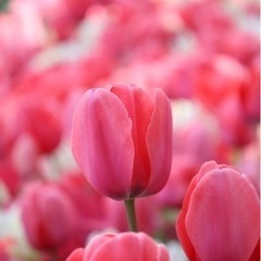 canon eos R50の画像