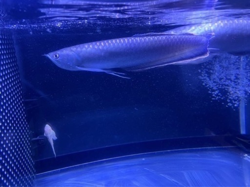 ブラックアロワナ35±