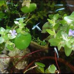 水草♡ウォーターバコパ
の画像