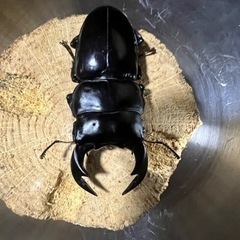 ブータンアンテウスオオクワガタ