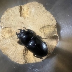 ブータンアンテウスオオクワガタの画像