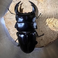 ブータンアンテウスオオクワガタの画像