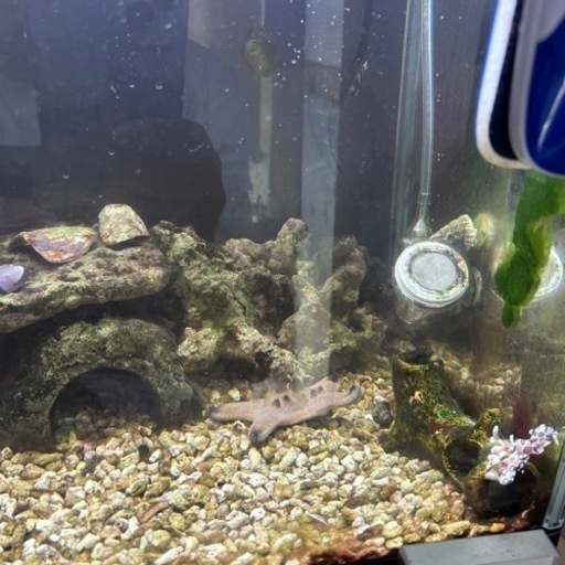 海水魚飼育セット