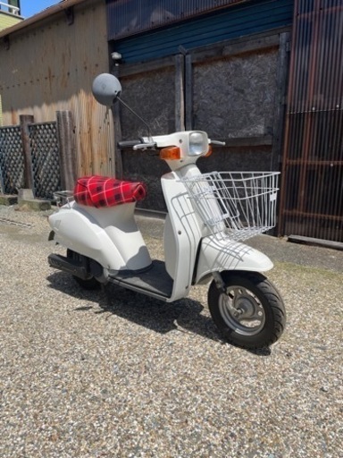 スズキ 蘭 室内保管程度良好