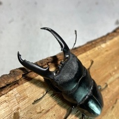 ゴトウヒラタ② 76mmペア