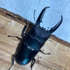 ゴトウヒラタ② 76mmペアの画像