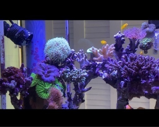 ★大幅値下げ！　海水魚水槽オーバーフローセット　60 45 45  スキマー、殺菌灯、LED球　　2台あり