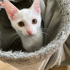 デレっデレっの女の子　おこめちゃん