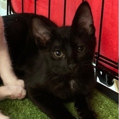 なつっこい女の子　のりちゃん