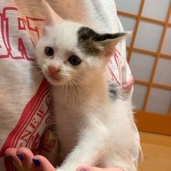 【お話中です】可愛すぎて🩷白黒ちゃん