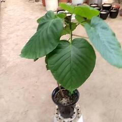 観葉植物が激安です‼️の画像