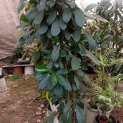 観葉植物が激安です‼️の画像