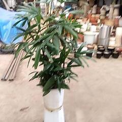 観葉植物が激安です‼️の画像