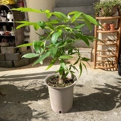🌈観葉植物パキラ