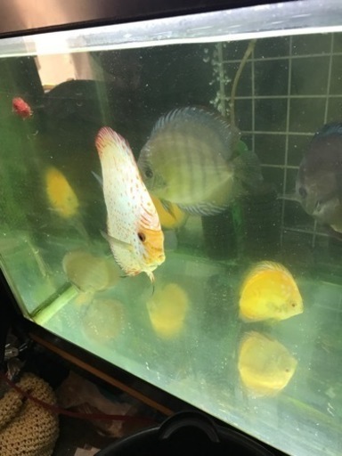 改良ディスカス12匹まとめ売り