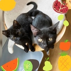 人気の黒猫ペア兄妹ゴマ君とまめちゃん4ヶ月半