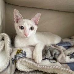 シャムミックスの綺麗な女の子　子猫だらけの里親会参加