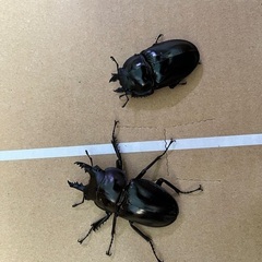 ヤエヤママルバネクワガタ　CBF1 ペア