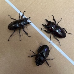 ヤエヤママルバネクワガタ　♂♀