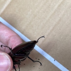 ヤエヤママルバネクワガタ　♂♀の画像