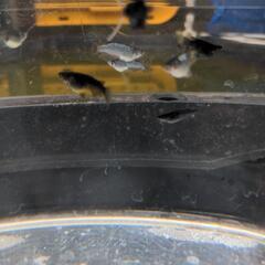 メタカ　めだか　有精卵の画像