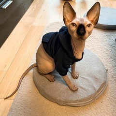 ✨ 北海道 岩見沢市 子猫 ブリーダー ベンガル ソマリ スフィ...