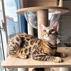 ✨ 北海道 岩見沢市 子猫 ブリーダー ベンガル ソマリ スフィ...